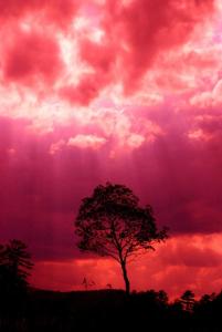 1-pink-storm-emily-stauring
