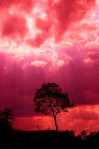 1-pink-storm-emily-stauring