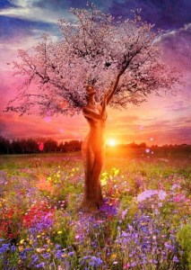 sun cherrytree