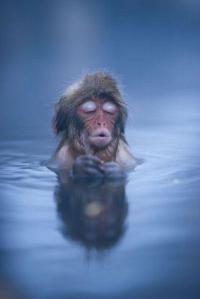 monkeyboy