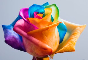 happy-roses-rainbow-rose-ii-by-happyroses