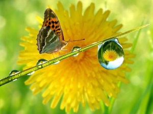 Crystal-Rain-Drop-Butterfly-HD-Wallpaper