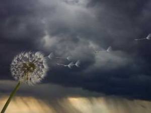 pittypang az éjszakában