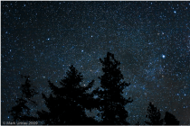 csillagos égbolt fenyő