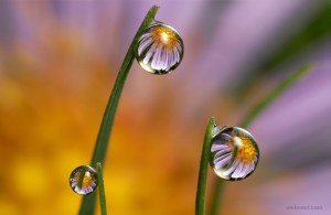 22-flower-water-drop-reflection-photography