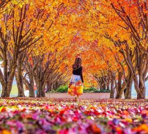 autumn-canberra-leaves