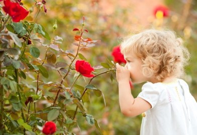smell the roses