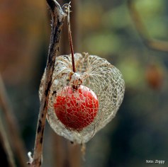 img_9849